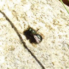 Osmia lignaria lignaria