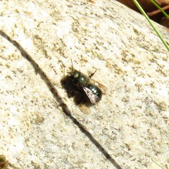 Osmia lignaria lignaria