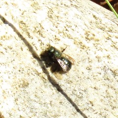 Osmia lignaria lignaria