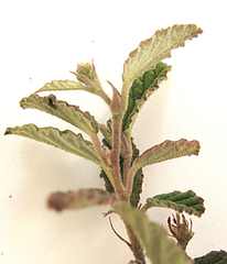 Hermannia althaeoides