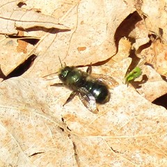 Osmia lignaria lignaria