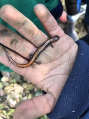 Plethodon dorsalis