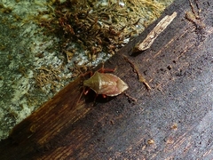 Podisus brevispinus