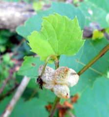 Ampelomyia vitiscoryloides