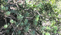 Othonninae