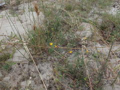 Aspalathus retroflexa bicolor