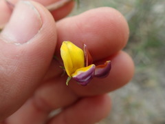 Aspalathus retroflexa bicolor