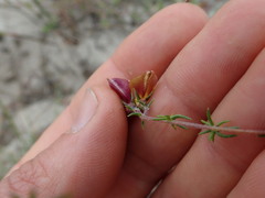 Aspalathus retroflexa bicolor