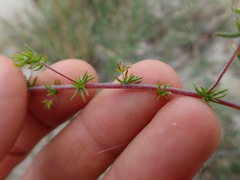 Aspalathus retroflexa bicolor