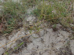 Aspalathus retroflexa bicolor