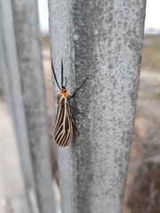Ctenucha vittigera