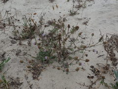 Phyllopodium cephalophorum