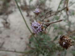 Phyllopodium cephalophorum