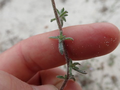Phyllopodium cephalophorum