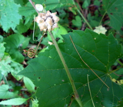 Ampelomyia vitiscoryloides