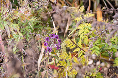 Allium wallichii
