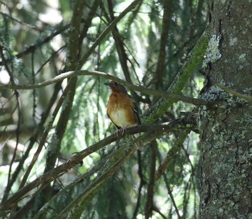iNaturalist image