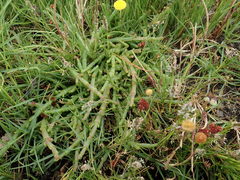 Salicornia natalensis