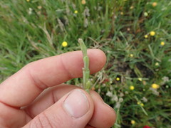 Salicornia natalensis