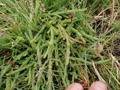Salicornia natalensis