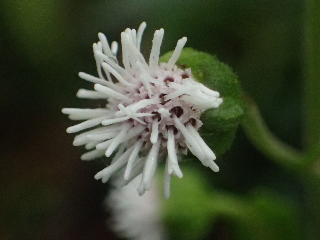 Adenostemma lavenia (Adenostemma lavenia)