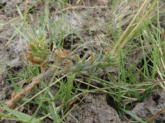 Thesium frisea