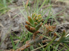 Thesium frisea
