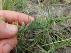 Thesium frisea