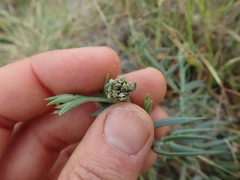 Thesium frisea