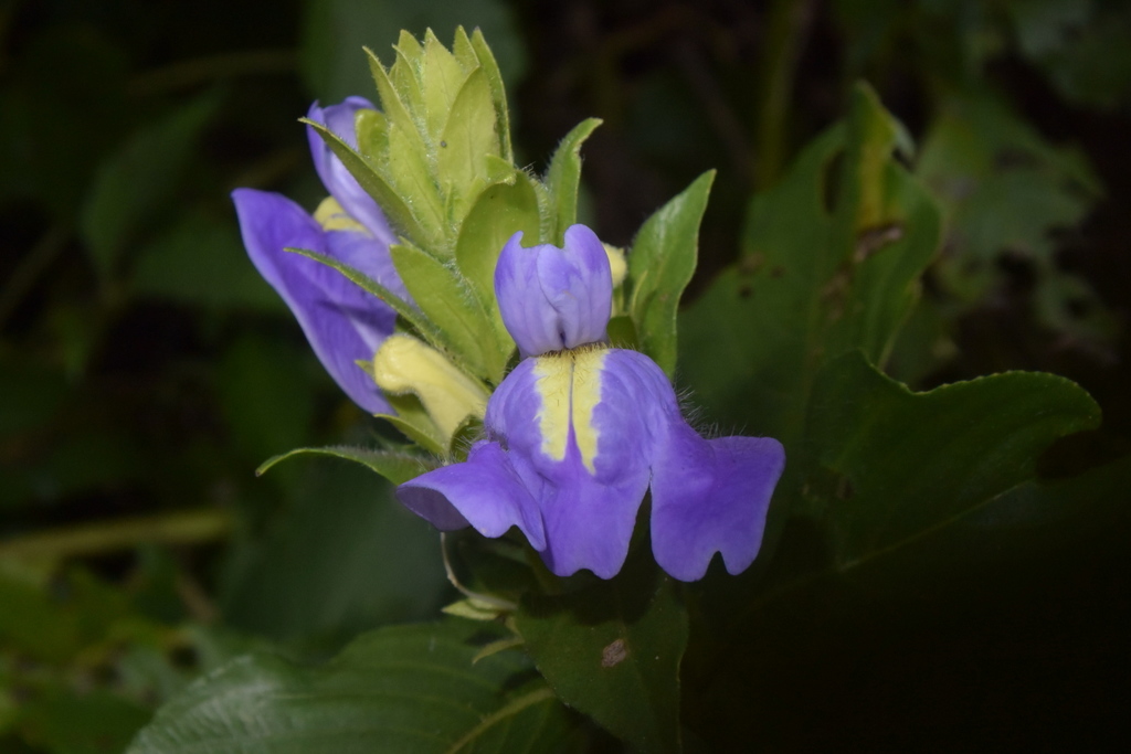 Calacanthus