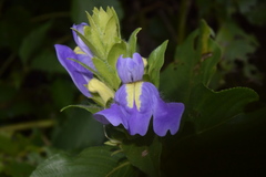 Calacanthus grandiflorus