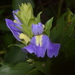 Calacanthus grandiflorus - Photo (c) S.MORE, alguns direitos reservados (CC BY-NC), uploaded by S.MORE