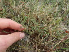 Hermannia procumbens myrrhifolia
