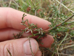 Hermannia procumbens myrrhifolia