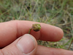 Hermannia procumbens myrrhifolia