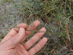 Hermannia procumbens myrrhifolia