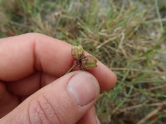 Hermannia procumbens myrrhifolia