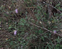 Centaurea deusta
