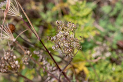 Selinum