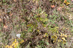 Selinum