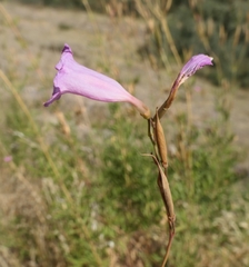 Incarvillea olgae