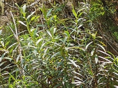 Faujasia salicifolia