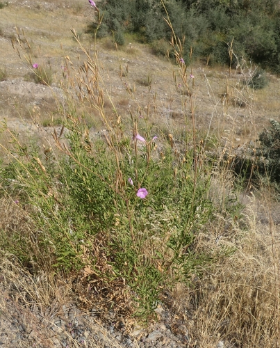 Incarvillea olgae, photograph 2