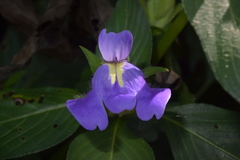 Calacanthus grandiflorus