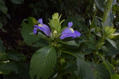 Calacanthus grandiflorus