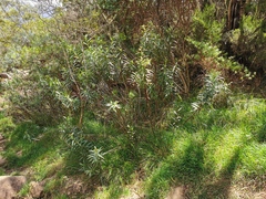 Faujasia salicifolia