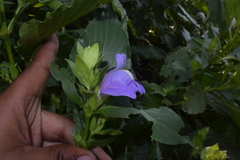 Calacanthus grandiflorus