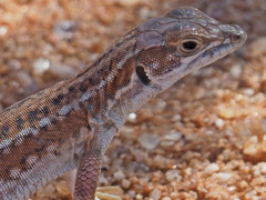 Meroles suborbitalis