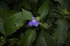 Calacanthus grandiflorus