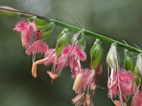 Oplismenus compositus